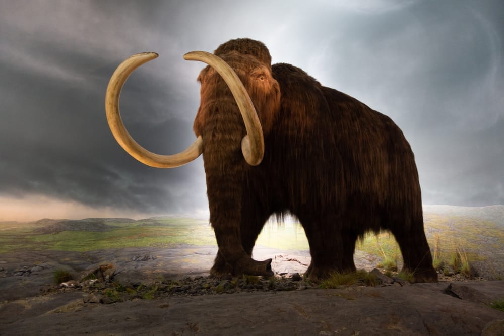 ケナガマンモス 復元模型（Royal BC Museum）